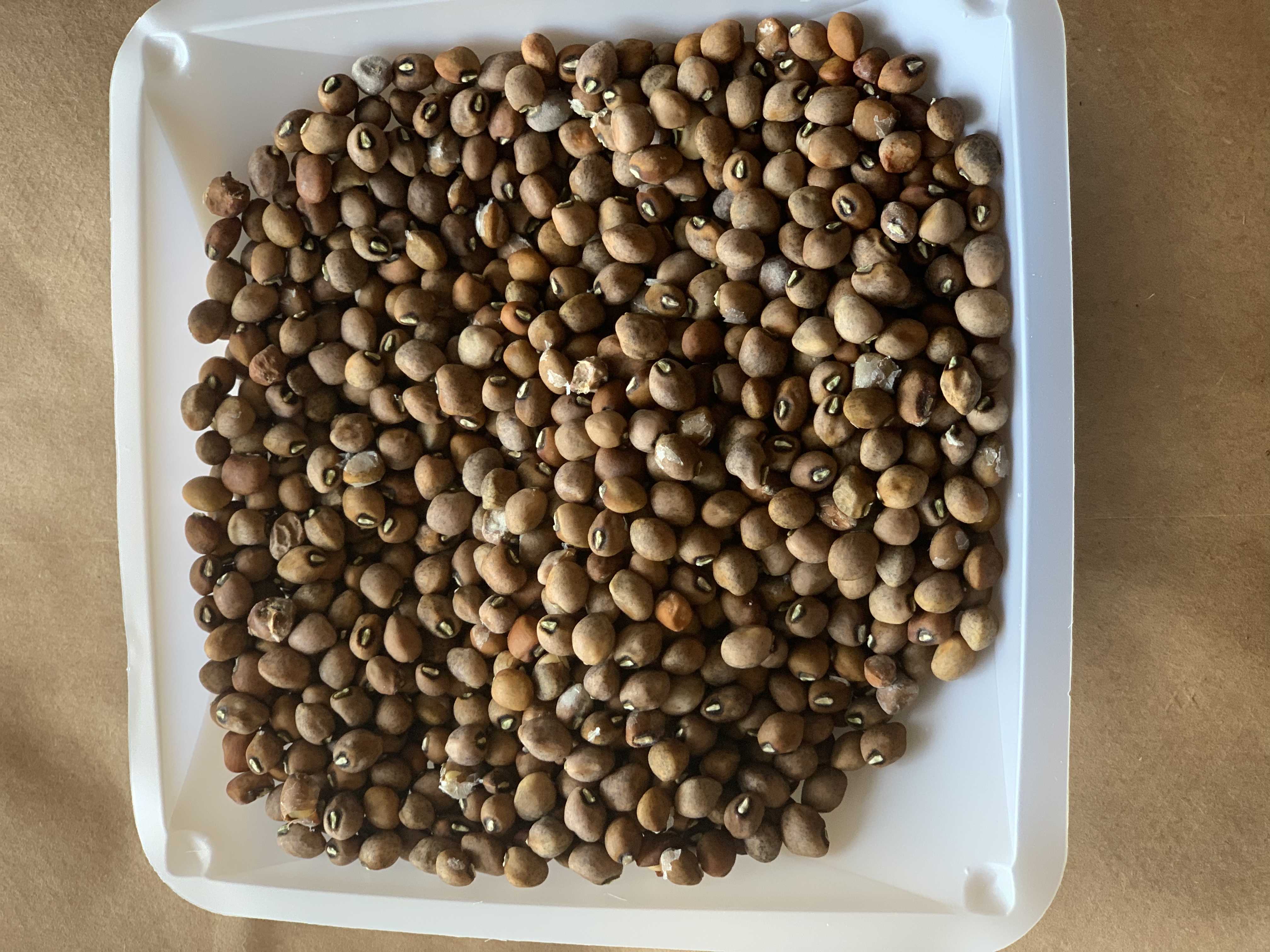 ‘Calhoun Crowder’ Southern Pea 